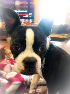 Boston Terrier