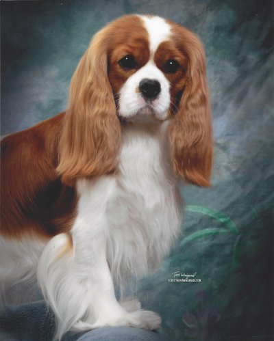 "Pasha" - AKC CH Hadara Easy To Love