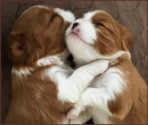 Blenheim Cavalier King Charles Spaniel Puppies